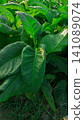 Close-up of fresh green tobacco leaves on the plant under the sunlight. 141089074