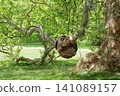 Large Burl Growth on a Plane Tree Trunk in a Public Park. 141089157