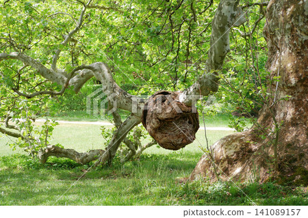Large Burl Growth on a Plane Tree Trunk in a Public Park. Large Burl Growth on a Plane Tree Trunk in a Public Park. 141089157