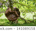 Large Burl Growth on a Plane Tree Trunk in a Public Park. 141089158