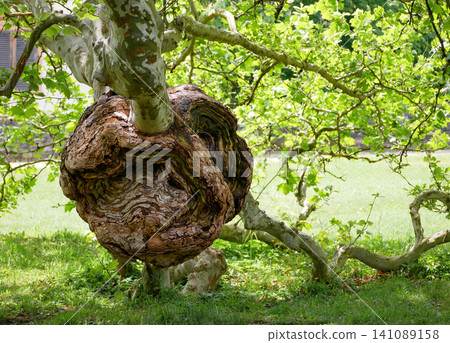 Large Burl Growth on a Plane Tree Trunk in a Public Park. Large Burl Growth on a Plane Tree Trunk in a Public Park. 141089158