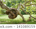 Large Burl Growth on a Plane Tree Trunk in a Public Park. 141089159