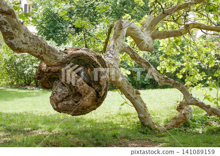 Large Burl Growth on a Plane Tree Trunk in a Public Park. Large Burl Growth on a Plane Tree Trunk in a Public Park. 141089159