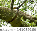 Dynamic Tree Support System Installed on a Mature Tree Branch. 141089160