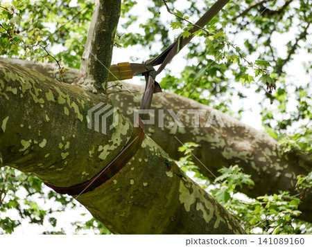 Dynamic Tree Support System Installed on a Mature Tree Branch. 141089160