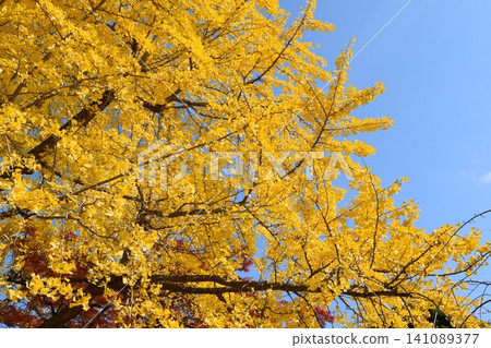 Ginkgo biloba Ginkgo biloba 141089377