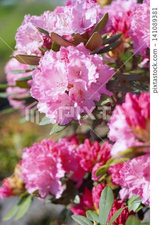 Pink rhododendron Pink rhododendron 141089381
