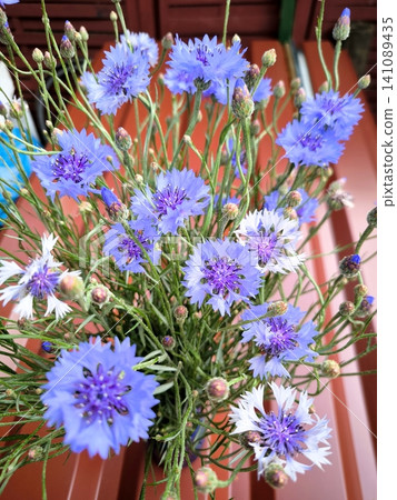 Close-up of delicate wild cornflowers in a vase against a red metal fence. A striking summer contrast Close-up of delicate wild cornflowers in a vase against a red metal fence. A striking summer contrast 141089435