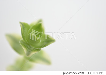 南十字星 南十字星 141089495