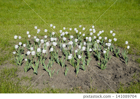 A flower bed with white tulips. White tulips, bulbous plants. White flowers A flower bed with white tulips. White tulips, bulbous plants. White flowers 141089704