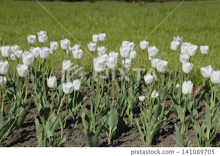 A flower bed with white tulips. White tulips, bulbous plants. White flowers A flower bed with white tulips. White tulips, bulbous plants. White flowers 141089705