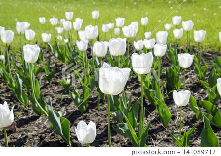 A flower bed with white tulips. White tulips, bulbous plants. White flowers A flower bed with white tulips. White tulips, bulbous plants. White flowers 141089712