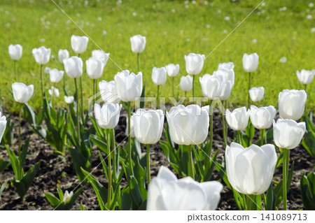 A flower bed with white tulips. White tulips, bulbous plants. White flowers A flower bed with white tulips. White tulips, bulbous plants. White flowers 141089713