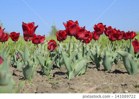 Red flowers of tulips on a flower bed. A flower bed with tulips Red flowers of tulips on a flower bed. A flower bed with tulips 141089722