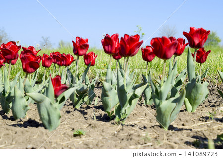 Red flowers of tulips on a flower bed. A flower bed with tulips Red flowers of tulips on a flower bed. A flower bed with tulips 141089723