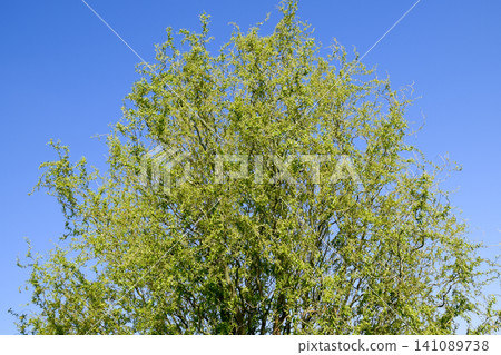 Willow tree. A blossoming and blooming willow tree in the spring against the sky. Willow tree. A blossoming and blooming willow tree in the spring against the sky. 141089738