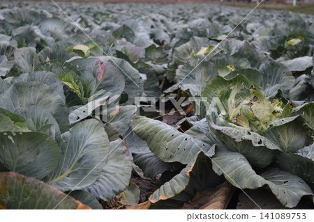 The cabbage field The cabbage field 141089753