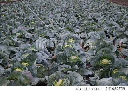 The cabbage field The cabbage field 141089759