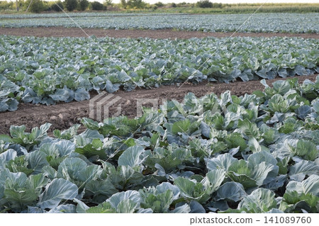 Cabbage field 141089760