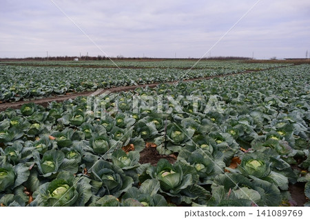 The cabbage field The cabbage field 141089769