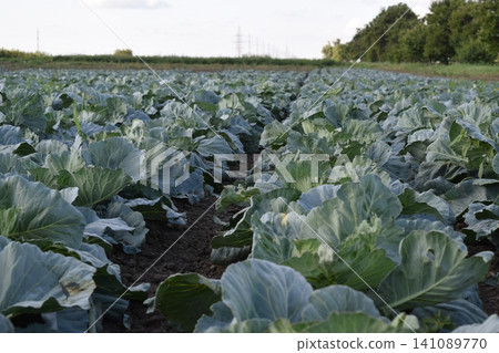 Cabbage field Cabbage field 141089770