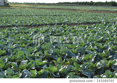 Cabbage field Cabbage field 141089785