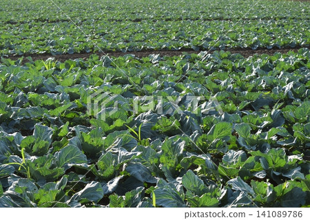 The cabbage field The cabbage field 141089786