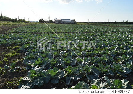 Cabbage field Cabbage field 141089787