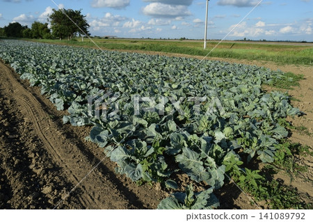 Cabbage field Cabbage field 141089792