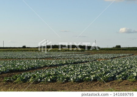 The cabbage field The cabbage field 141089795