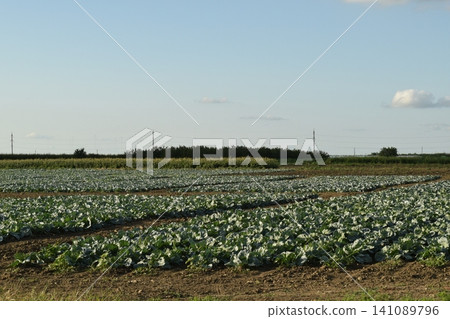 The cabbage field The cabbage field 141089796