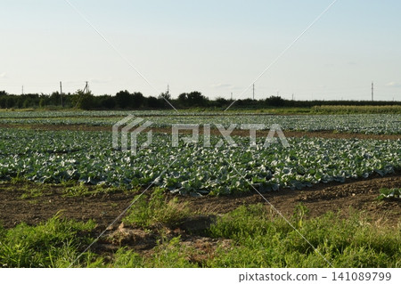 Cabbage field Cabbage field 141089799