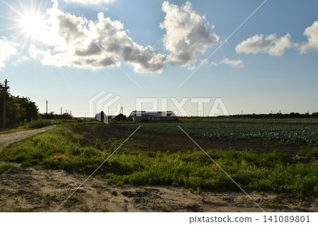 The cabbage field The cabbage field 141089801