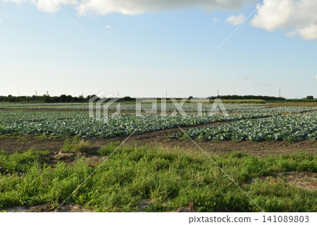 The cabbage field The cabbage field 141089803