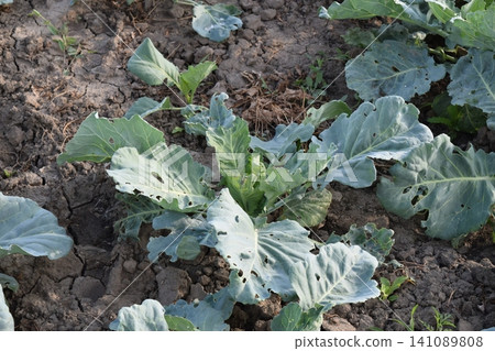The cabbage field 141089808