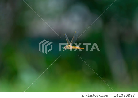 A close-up of a dragonfly hovering in mid-air, with a beautiful green bokeh background. A close-up of a dragonfly hovering in mid-air, with a beautiful green bokeh background. 141089888