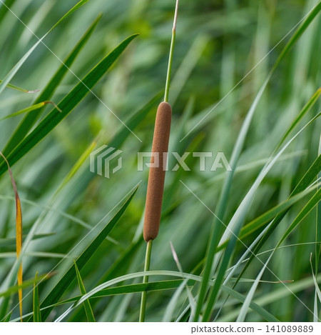 A close-up of cattail spikes growing wild by the water's edge. An ecological image of nature and wetlands. A close-up of cattail spikes growing wild by the water's edge. An ecological image of nature and wetlands. 141089889