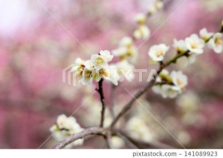 A pure and elegant white weeping plum blossom in the background, with pale pink plum blossoms. A pure and elegant white weeping plum blossom in the background, with pale pink plum blossoms. 141089923