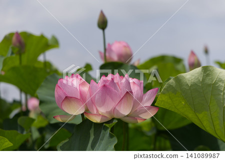 蓮花盛開,彷彿仰望天空 蓮花盛開,彷彿仰望天空 141089987