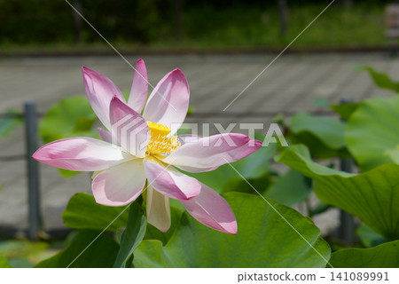 Landscape with lotus flowers 141089991