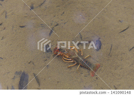 Crayfish in the water Crayfish in the water 141090148