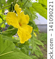 Close-up of the yellow flower of bitter melon 141090221