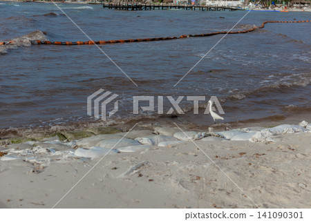 White egret standing on sandy shore near calm water with floating barriers White egret standing on sandy shore near calm water with floating barriers 141090301