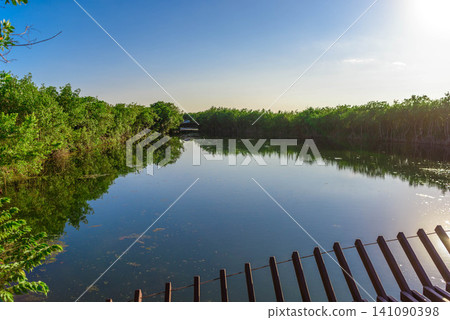 Sunlit mangrove lagoon with wooden boardwalk corner Sunlit mangrove lagoon with wooden boardwalk corner 141090398