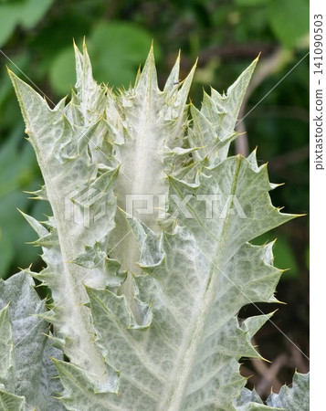 Close Up of Milk Thistle Leaves with White Marbling 141090503