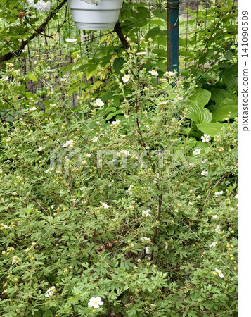 White Flowering Shrubby Cinquefoil Growing Naturally in a Garden White Flowering Shrubby Cinquefoil Growing Naturally in a Garden 141090509