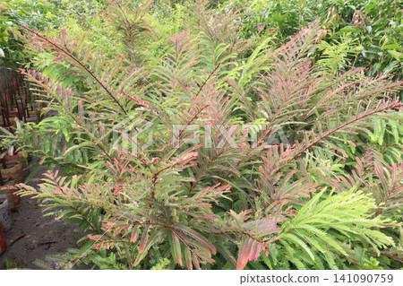 amla gooseberry, indian gooseberry plant in farm amla gooseberry, indian gooseberry plant in farm 141090759