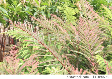 amla gooseberry, indian gooseberry plant in farm amla gooseberry, indian gooseberry plant in farm 141090760