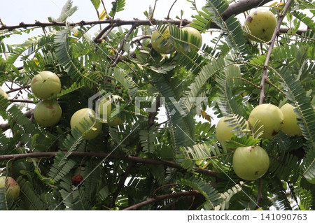 amla gooseberry, indian gooseberry on tree in farm 141090763