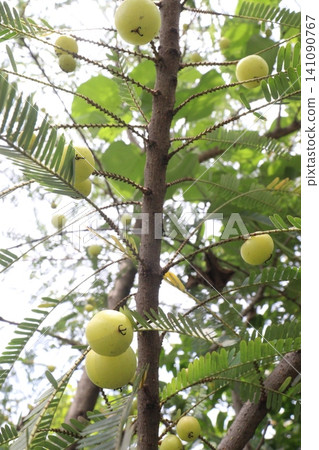 amla gooseberry, indian gooseberry on tree in farm 141090767